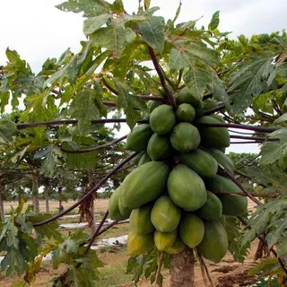 thumbnail for publication: Programación de riego basado en el método de evapotranspiración para papaya (Carica papaya) en Florida